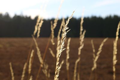 Close-up of plant growing on field