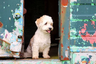 Portrait of a dog on metal door