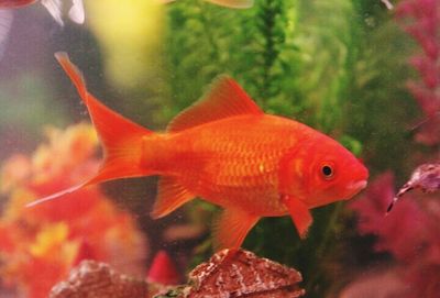 Close-up of fish in aquarium