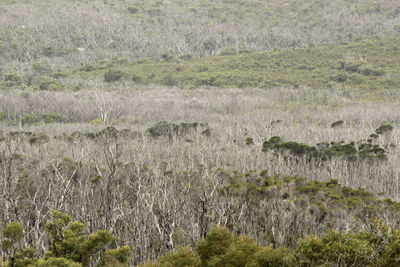 Plants growing on landscape