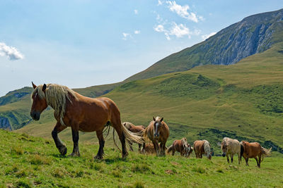 Horses in a field