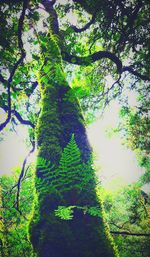 Low angle view of trees in forest