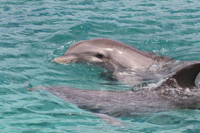 Dolphin swimming in sea