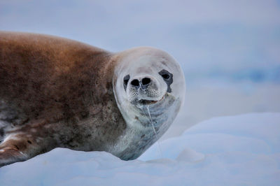 Close up of a seal