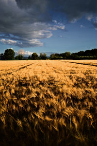 Scenic view of agricultural field against sky