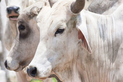 Close-up of cow