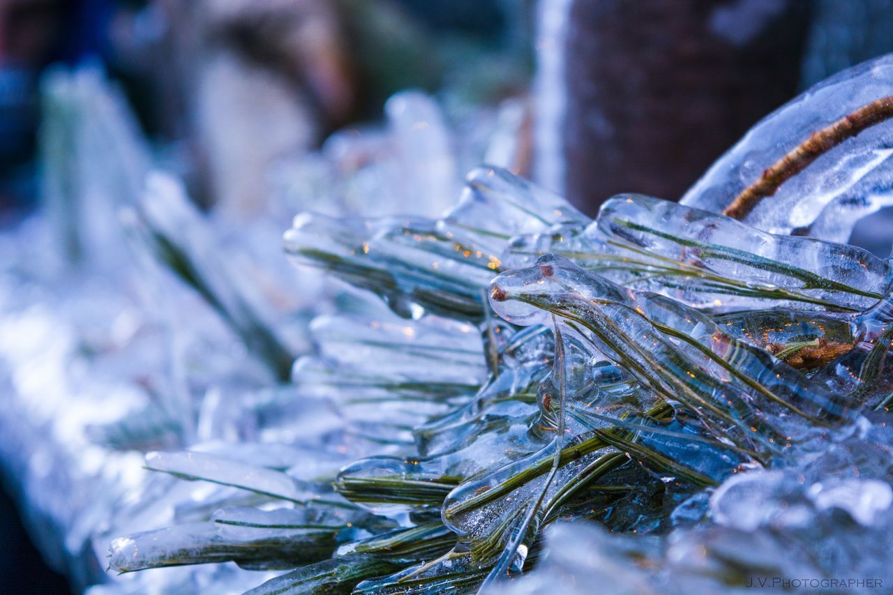 CLOSE-UP OF SNOW ON LEAF