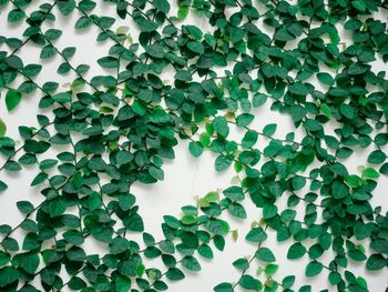 Full frame shot of ivy growing on wall