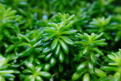 Full frame shot of fresh green plants