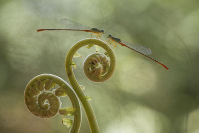 Close-up of insect on leaf