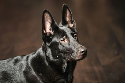 Close-up of black dog looking away