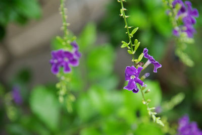 Close-up of purple flowers blooming outdoors