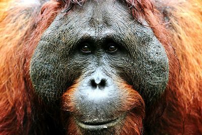 Close-up portrait of a monkey
