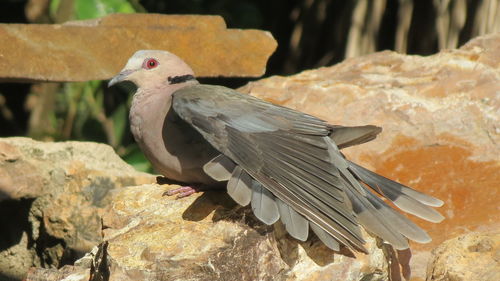 Close-up of bird perching on rock