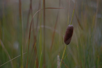 Close-up of plant growing on field