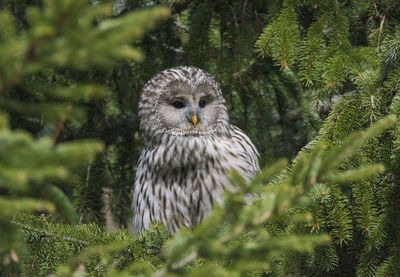 Portrait of owl perching on pine tree