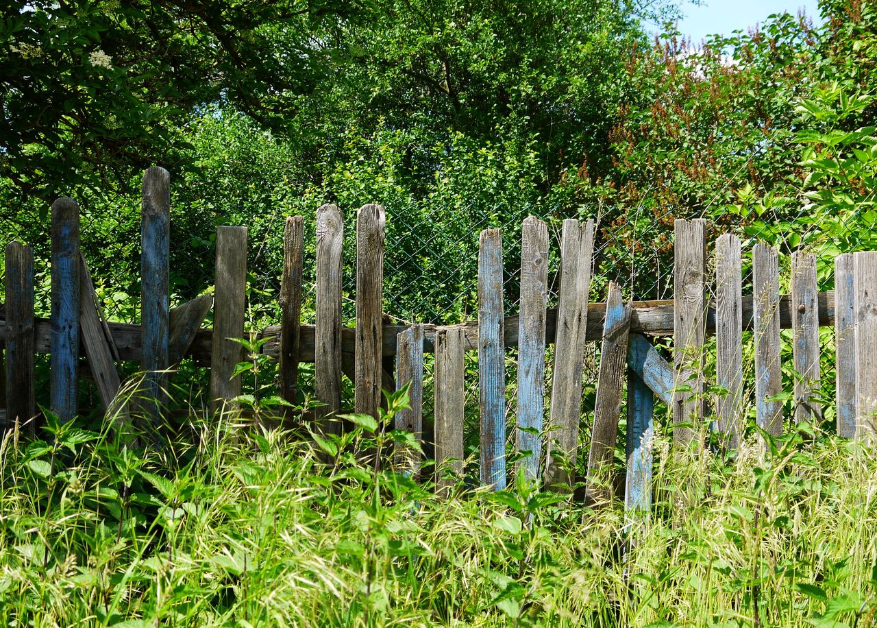 plant, fence, green, nature, growth, no people, grass, tree, security, picket fence, protection, day, outdoor structure, home fencing, outdoors, field, land, wood, woodland, shrub, garden, tranquility, beauty in nature, front or back yard, gate, flower, sunlight, landscape