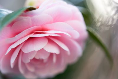 Close-up of pink flowers