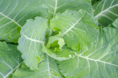 Full frame shot of cabbage