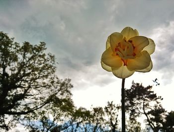 Low angle view of flower blooming against sky