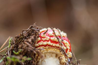 Close-up of lizard