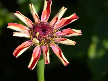 Close-up of red flower