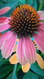 Close-up of pink flower