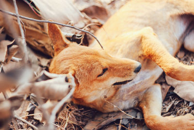 High angle view of a dog relaxing on field