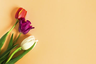 Close-up of purple tulip flower