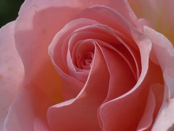 Close-up of pink rose