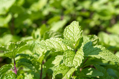 Close-up of fresh green leaves