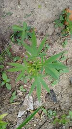 Plants growing on field