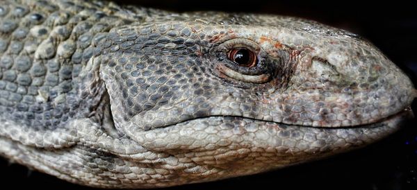 Close-up of lizard