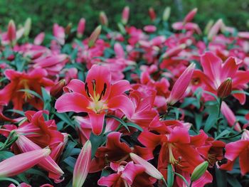 Close-up of pink flowering plants