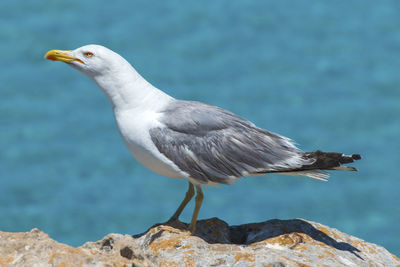 Close-up of seagull on rock