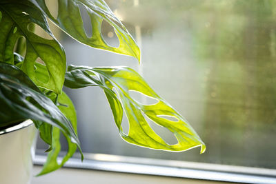 Monstera monkey mask or obliqua or adansonii stands on the windowsill. home plants care concept.
