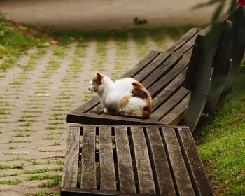 Cat sitting on bench