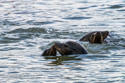 Close-up of sea lions swimming in sea