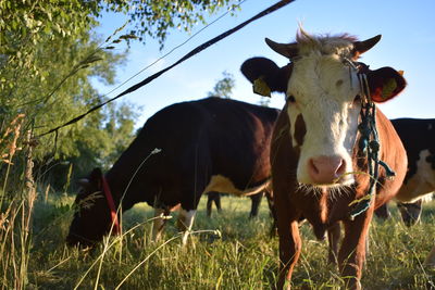 Cow standing in a field