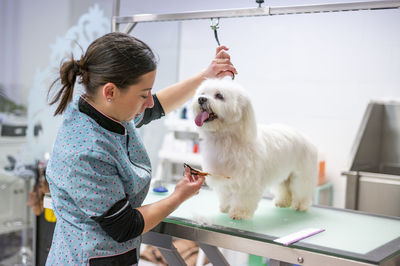 Animal groomer grooming dog