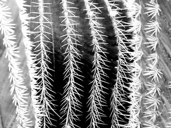 Close-up of cactus plant