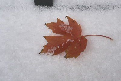 High angle view of frozen leaf on snow