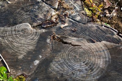 Close-up of tree stump