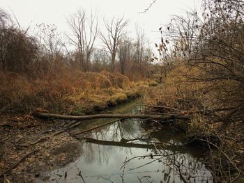 Reflection of trees in lake