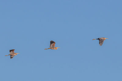 Low angle view of birds flying in sky