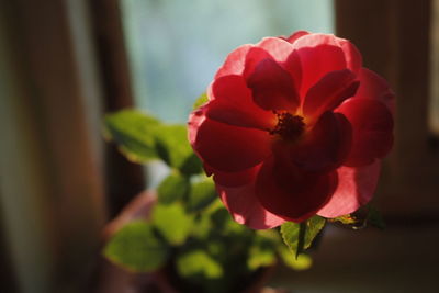 Close-up of red rose blooming outdoors