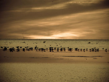 Flock of birds flying over white background