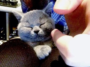 Close-up of cat sleeping