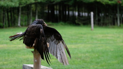 Bird perching on wooden post in field