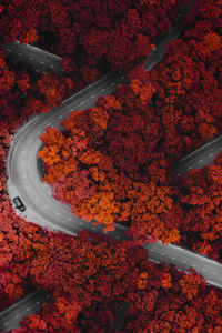 High angle view of multi colored flowers on plant during autumn